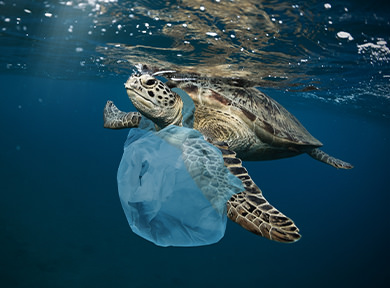 A turtle swimming below the water surface with a plastic bag around its neck