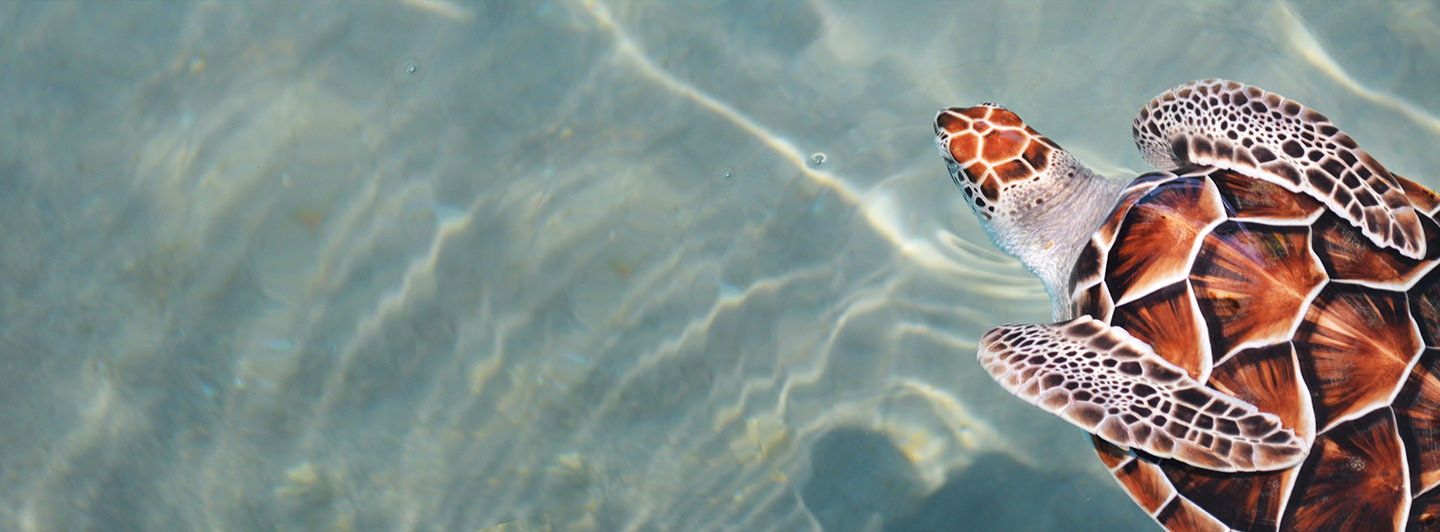 A turtle enjoying a swim in clean water