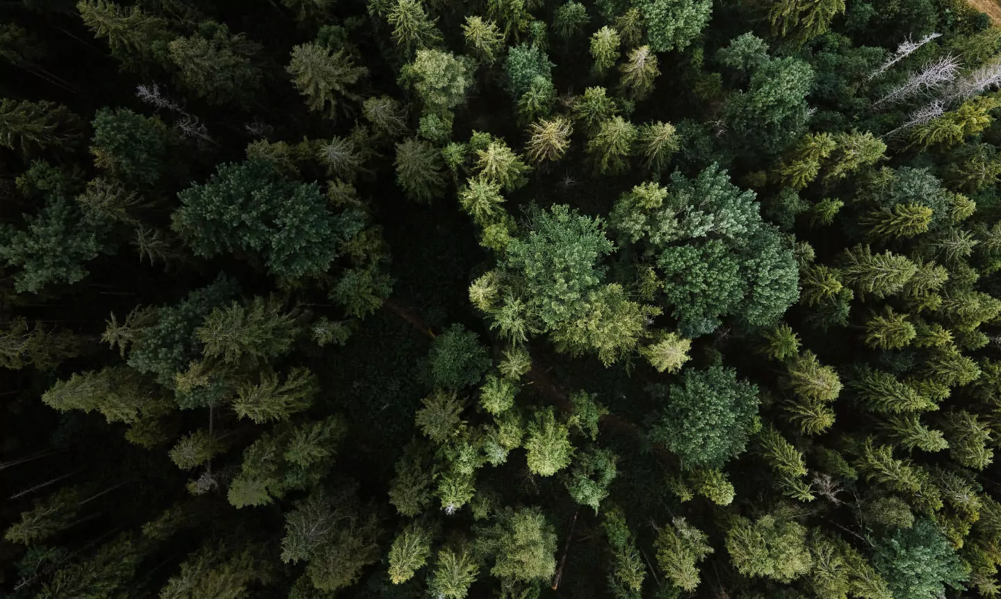 Overshot image of forest trees
